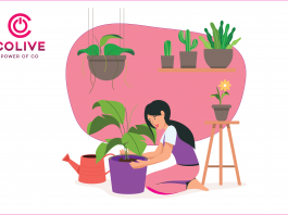 Best Plants to Keep
